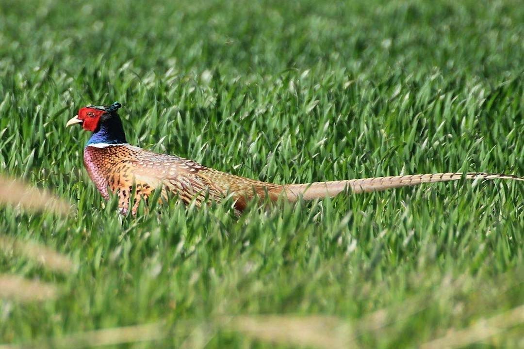 henry_pheasant